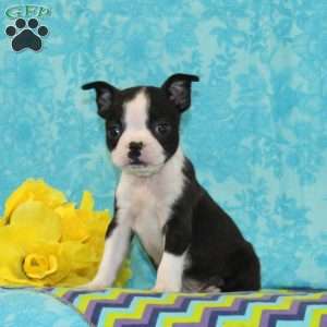 Jeff, Boston Terrier Puppy